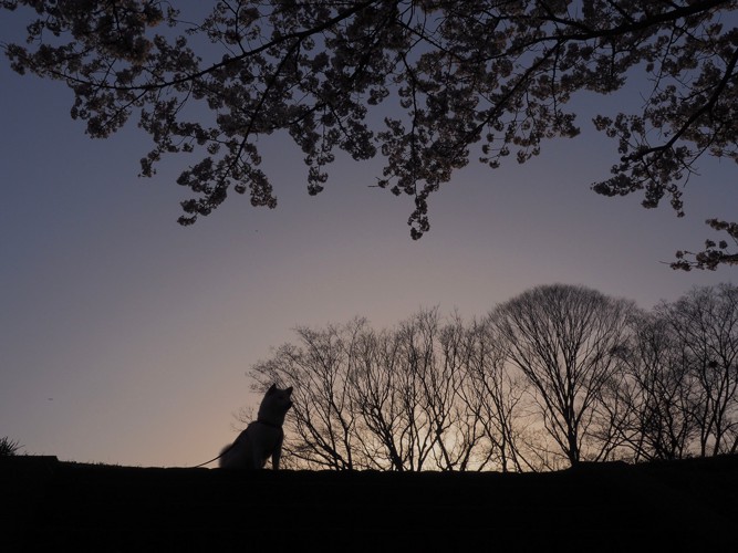 薄暗い路上で座っている犬のシルエット
