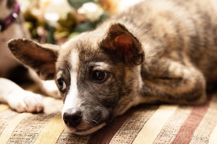 ふせて緊張している犬