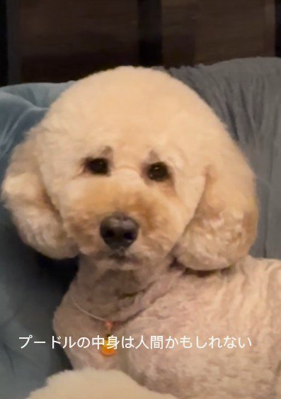 スタンプーのチユちゃん