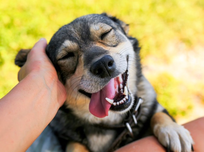 笑顔で撫でられる犬