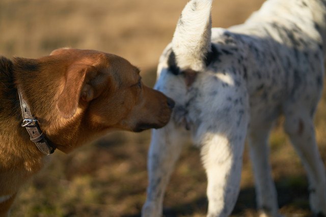 犬がにおいを嗅ぐ理由とは