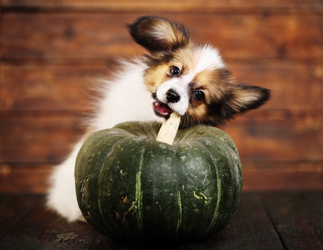 かぼちゃと犬