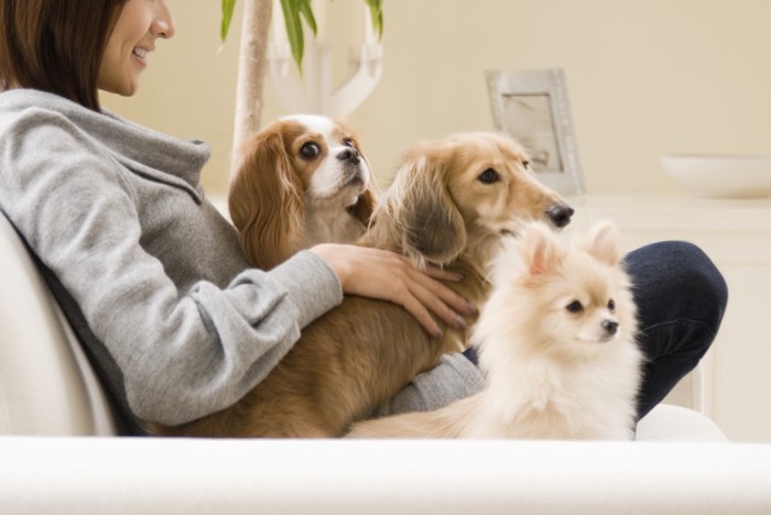 ソファーに座る女性と犬たち