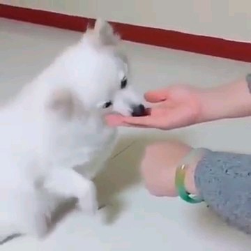 食べる犬