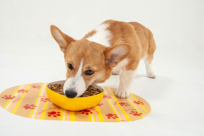 食事する犬