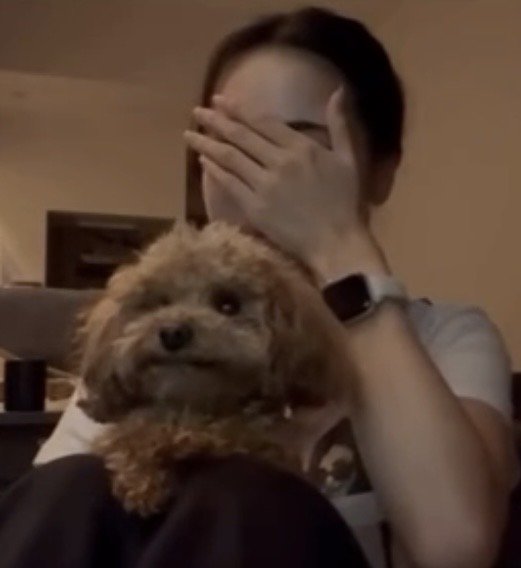 真剣な表情の犬