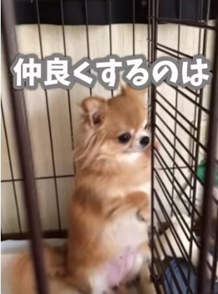 遠くを見つめるぺこちゃん