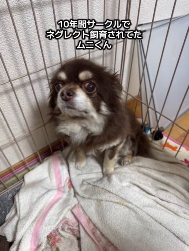 ケージの中で怯える老犬%年間、1匹だけネグレクトされていたムニくん