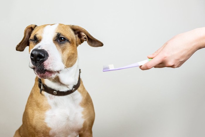 歯磨きを嫌がる犬