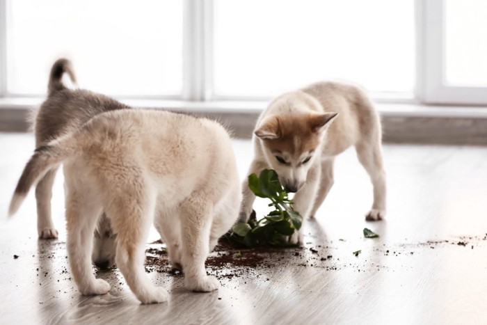 観葉植物にイタズラする犬