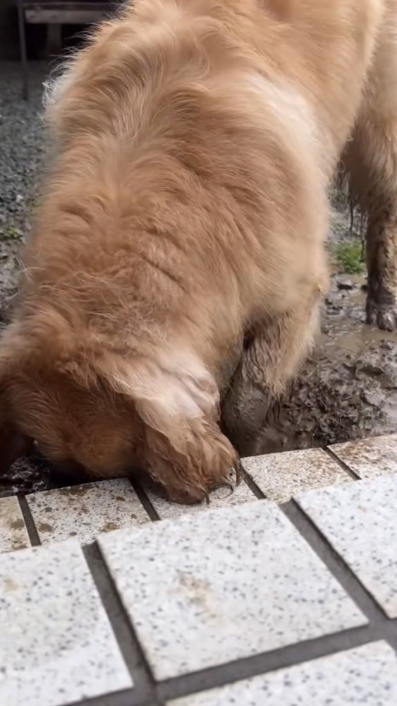 水たまりを掘る犬