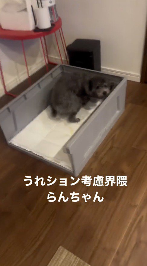 犬用トイレに入って飼い主をふり返る犬