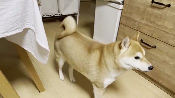 パパは無視する柴犬