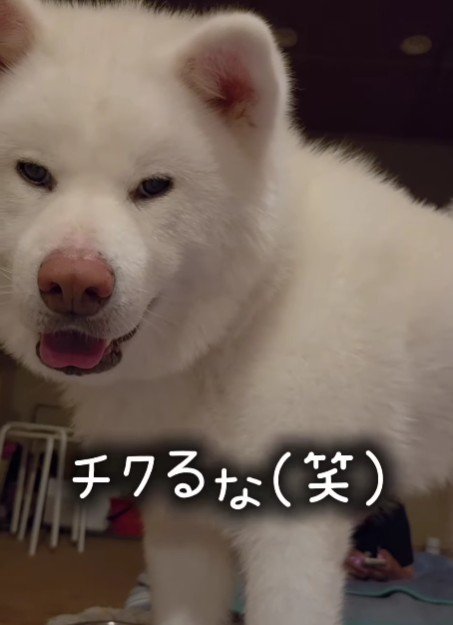 「どいてくれない～」