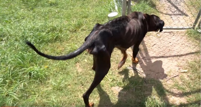 痩せた犬の後ろ姿