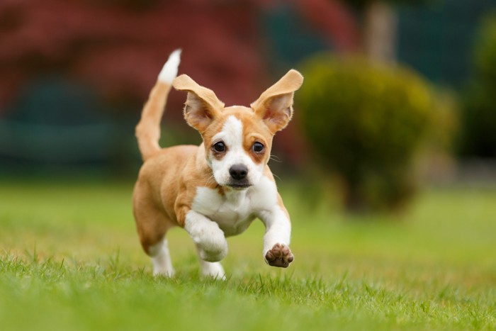 芝生を駆けるチワックスの子犬