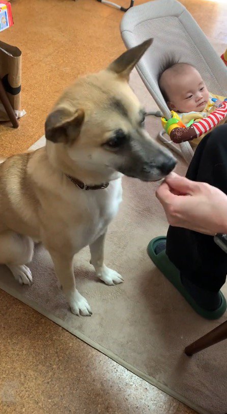 赤ちゃんの隣で飼い主からおやつを貰う犬