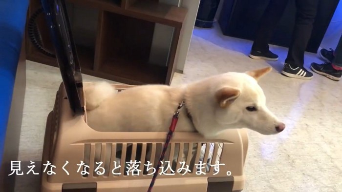 看護師さんが見えなくなると、しょんぼり…
