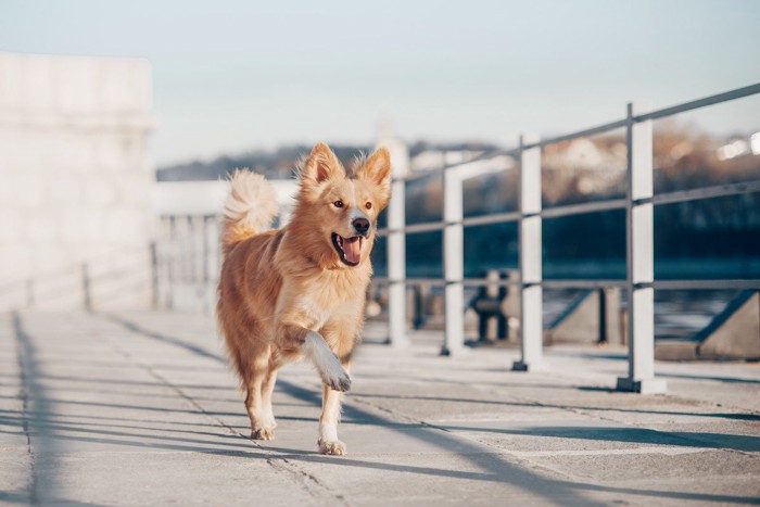 うれしそうに歩く犬