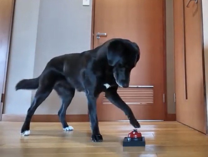 ベルを押す犬