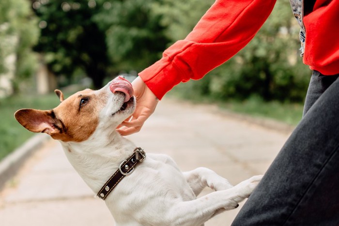 散歩中にじゃれ合う犬と人