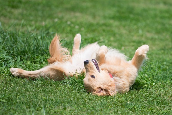 芝生の上で転がる犬