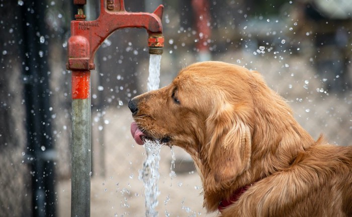 水道水を飲むゴールデンレトリーバー