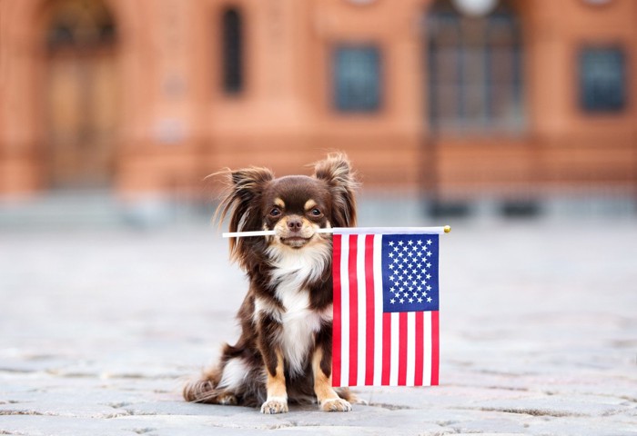 アメリカの犬