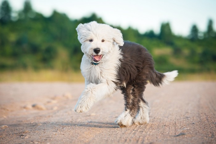屋外ではしゃぐオールド・イングリッシュ・シープドッグの子犬