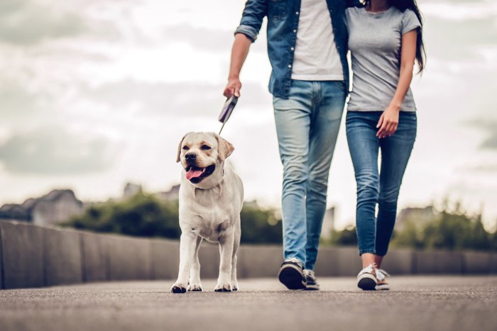 犬と散歩するカップル