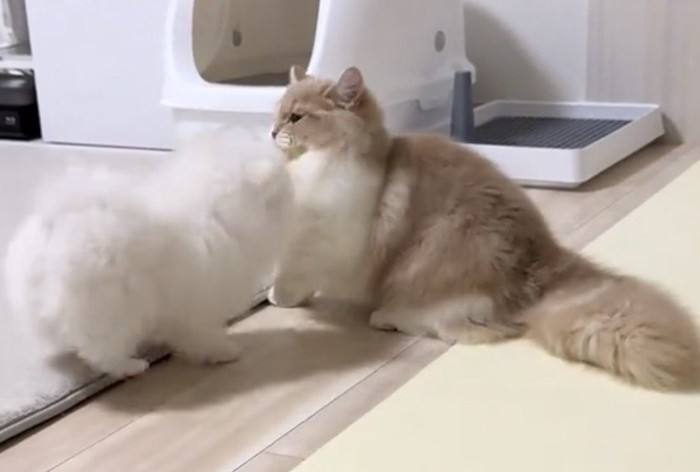 犬に前足を伸ばす猫