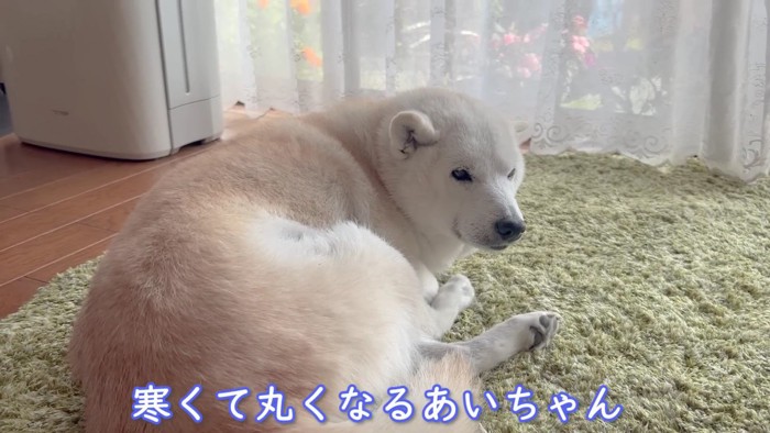 柴犬あいちゃん