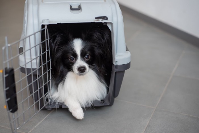 クレートに入る小型犬