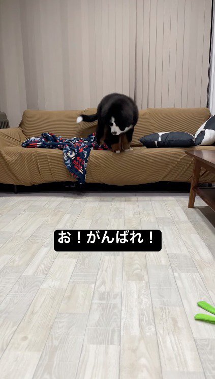 ソファの上を歩く子犬