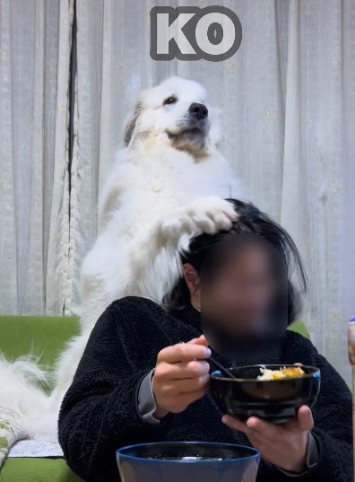 あまりの圧に人間敗北