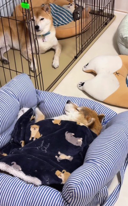 静かに寄り添う姿に涙…