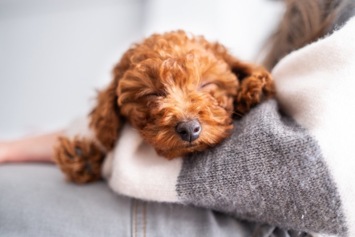 飼い主に抱っこされて眠る涙やけのないトイプードルの子犬