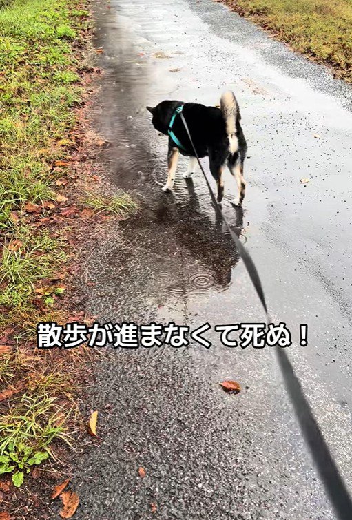 水たまりに興味津々のくろまめ君6