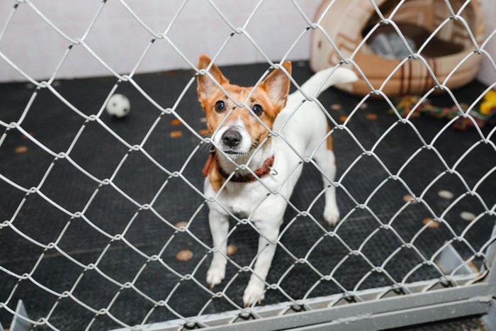 ケージに入って不安げな表情をしている犬