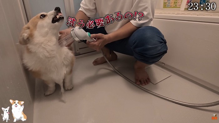 歯をむき出して激怒！