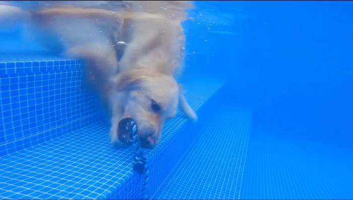 水の中に沈んでいるオモチャを咥える犬