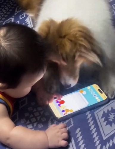 スマートフォンへ顔を近づける犬
