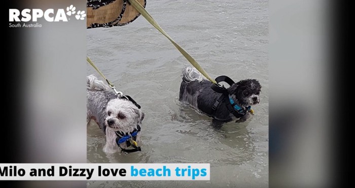 水辺で遊ぶ2匹の犬