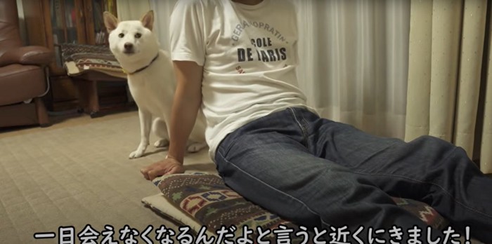 飼い主の手を舐める柴犬