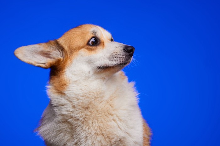 犬の驚いた表情、青い背景