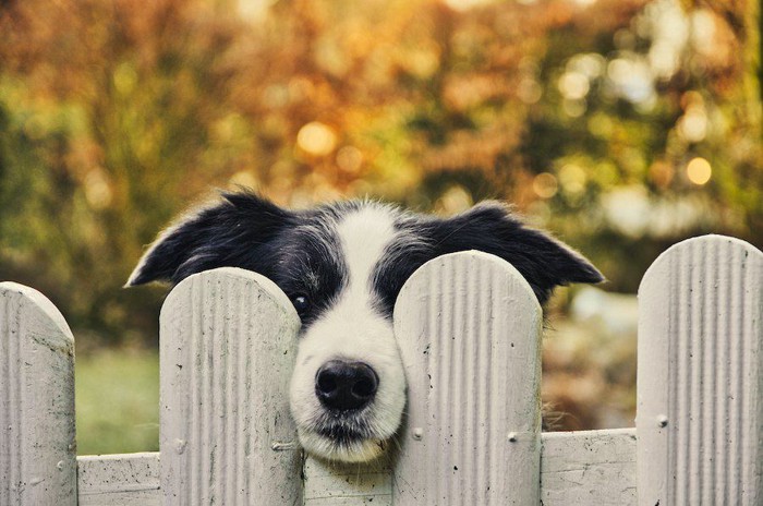 柵から顔を覗かせる犬