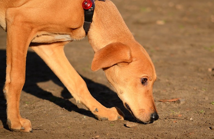 地面の匂いを嗅ぐ犬