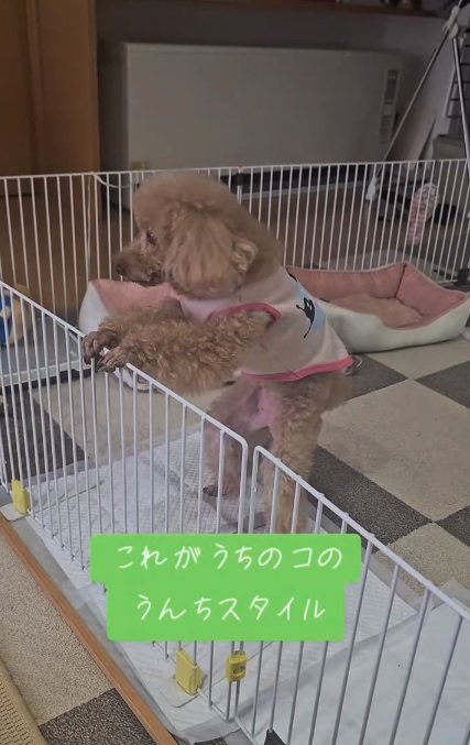 独特なウンチスタイルのあんこちゃん