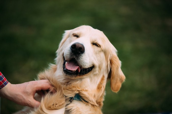 笑顔で目を細める犬