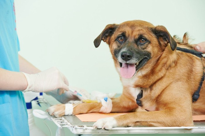 血液検査を受ける犬